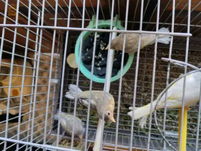 mulet maknine x  femelle canari jaspe  yeux rouges