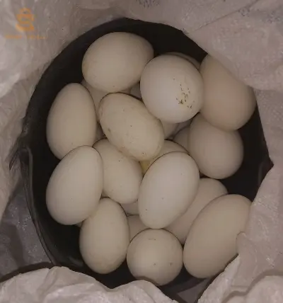 بيض عرب و اوز للبيع
