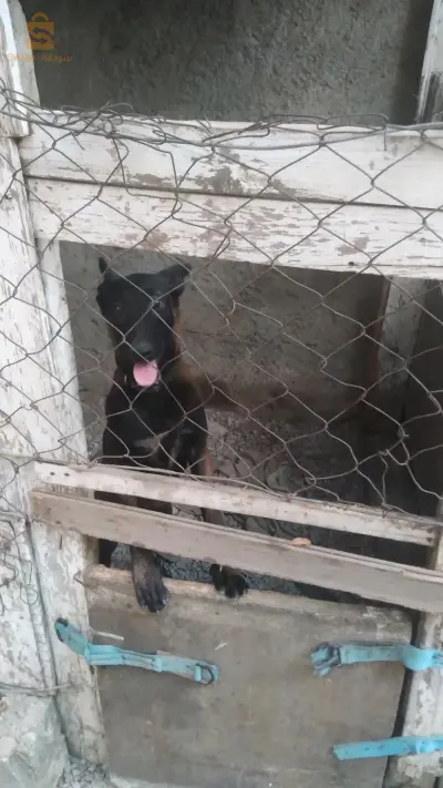 حمادي