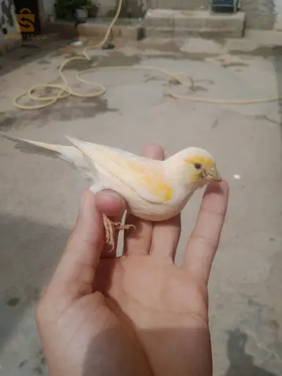فيمال مع ثلاثة ولادهاا