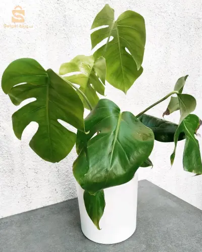 monstera deliciosa plante d'intérieur
