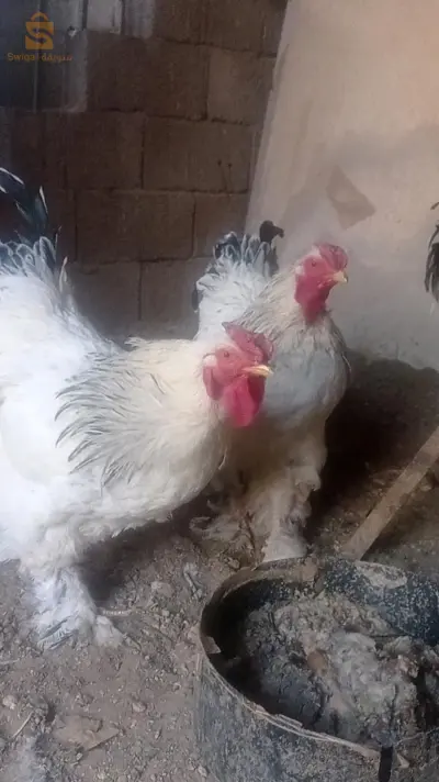 2 ديوكا براهما أرميني حاجة شابة حرة
