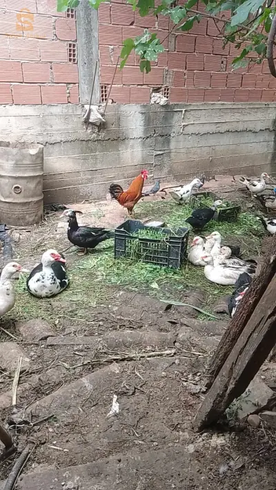 بط البربر+بيض ملقح ✅
