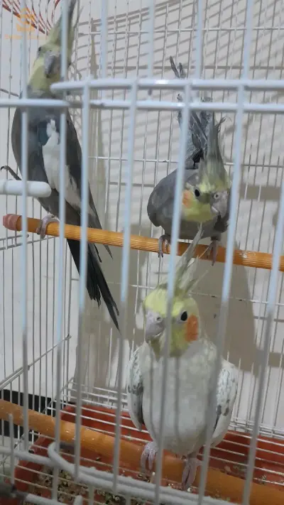 عصافير للبيع المدية