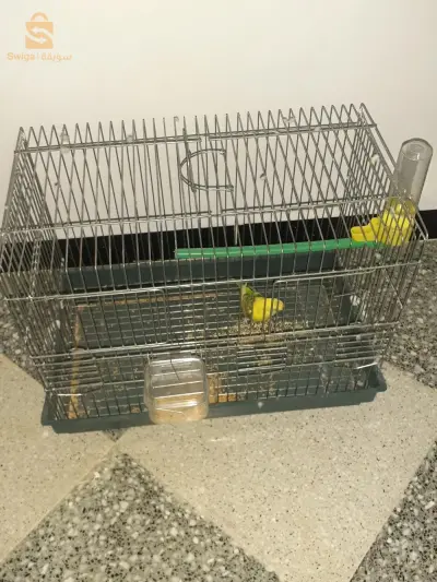 تنس