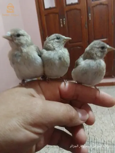 باباعلي السحاولة