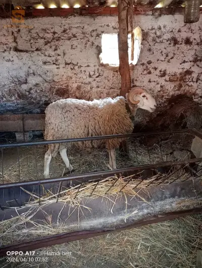 بوحجار