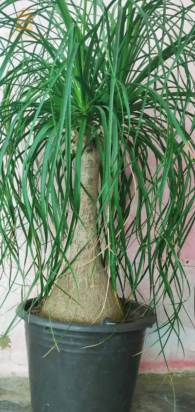 Le prix selon la qualité des plantes et la  taille