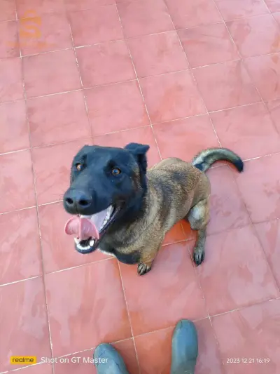 female malinois charbonné très adorable