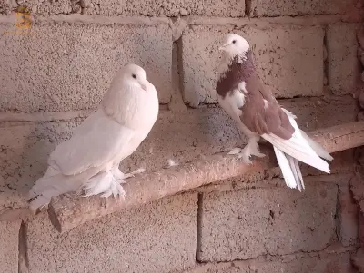ادرار