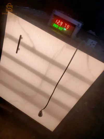 فقاسة بيض