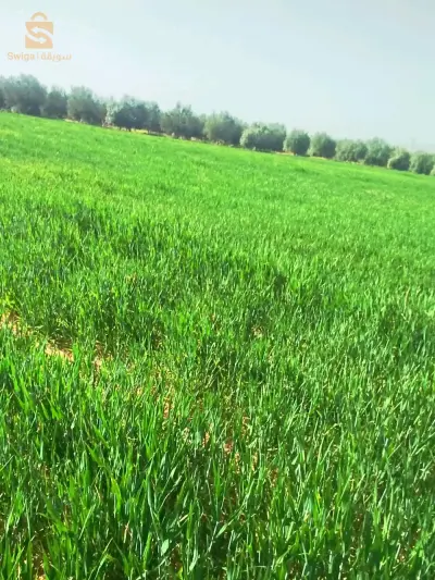 بلدية خطوطي سد الجير ولاية المسيلة