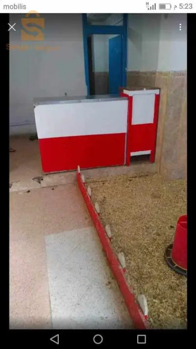 الرباعء