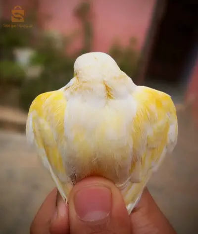 موزاييك للبيع