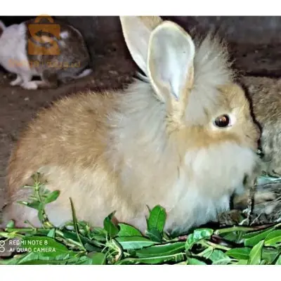 ولاية تبسة بلدية صفصاف الوسرى
