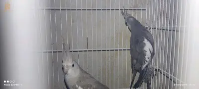 2 كوبلات كالوبسيت