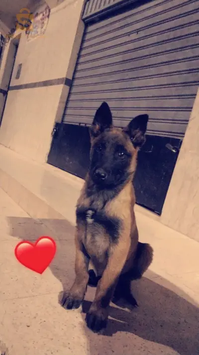 مالينوا للبيع 3 اشهر