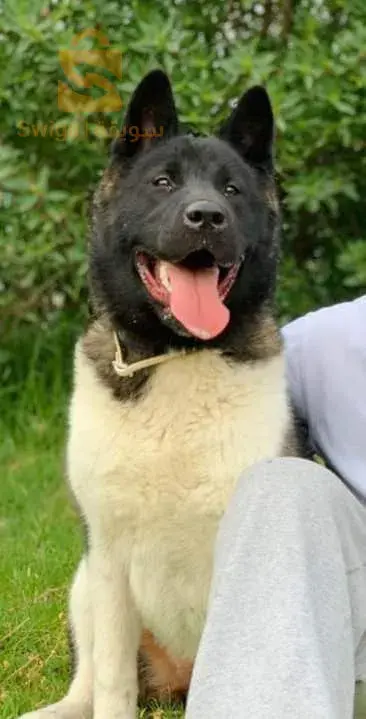 akita américain