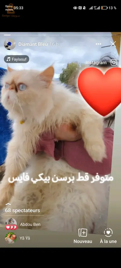 Chat persan picky face pure race mal à vendre coupleur