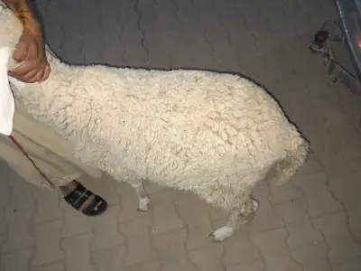 بسعادة