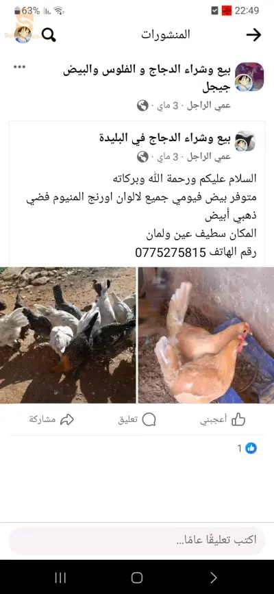 سطيف عين ولمان