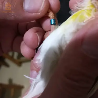 بلقايد