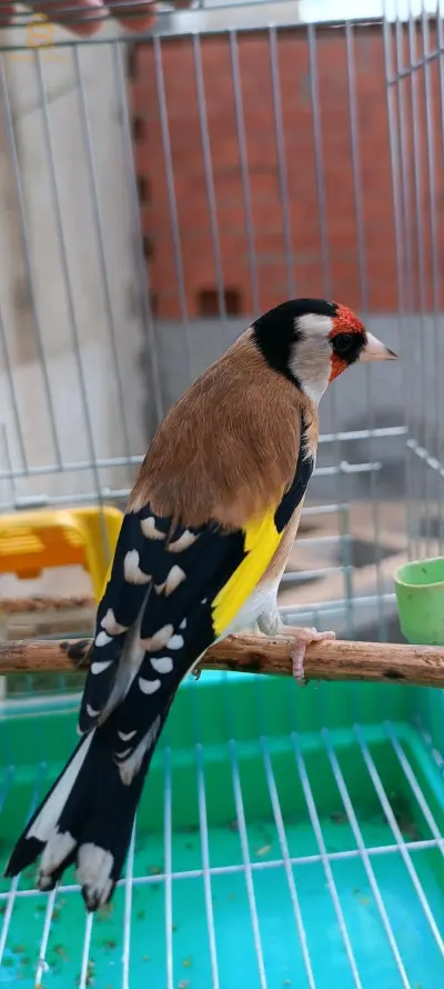 ڨالمة