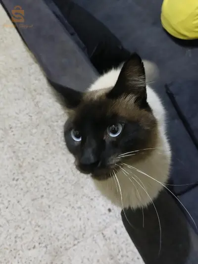 mekong bobgail cat