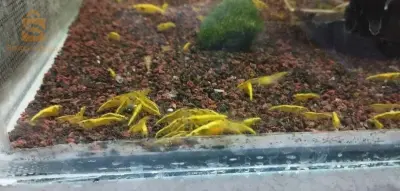 crevettes neocaridina yellow golden back