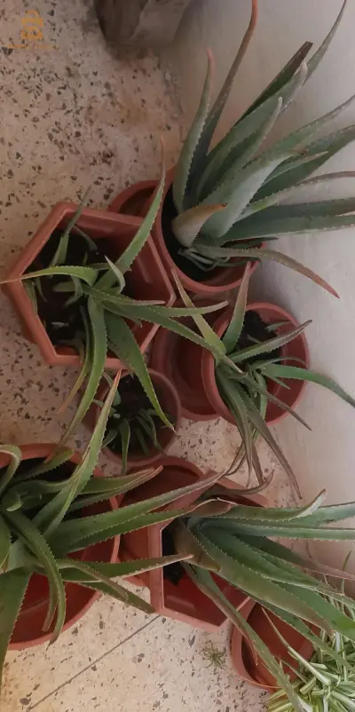 plant de alwevera