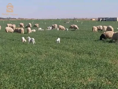 أرض فلاحية متكاملة من جميع النواحي