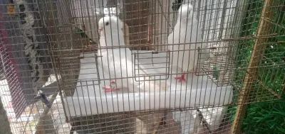 حمام