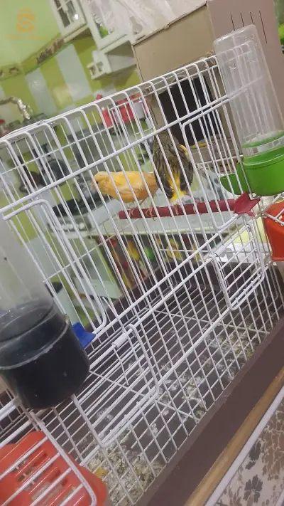 كناري