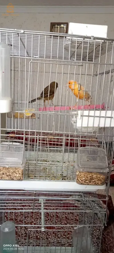 حي الدواد مسيلة خلف سجل تجاري
