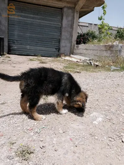 chien