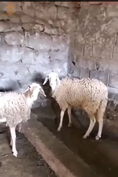 بني بهدل