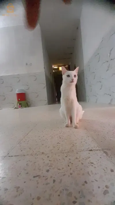 قطة للبيع