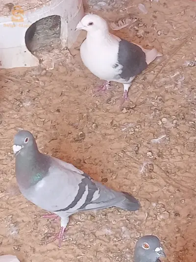 تكسبت