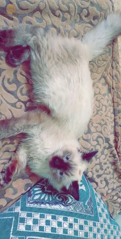 حي 5 جويلية