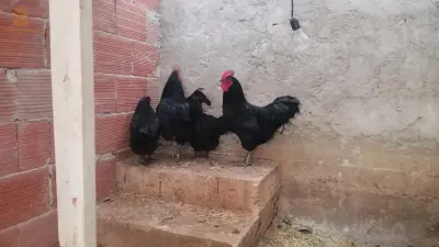 سوق اهراس