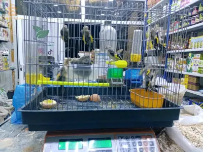 مقنين باڨ 2.5