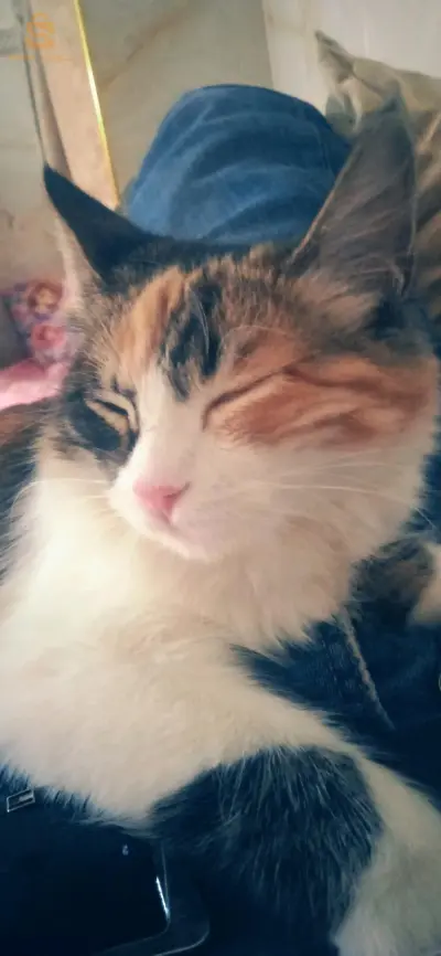 chat 🐈 pour donation