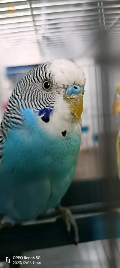 oiseau de peruche