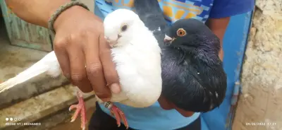طيور الزينة
