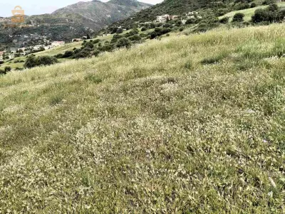الجزائر