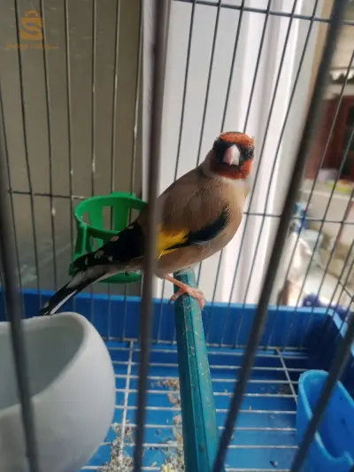 حمادي