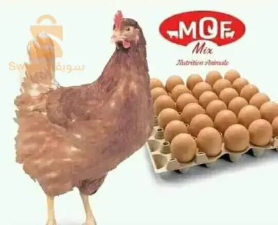 الجزائر