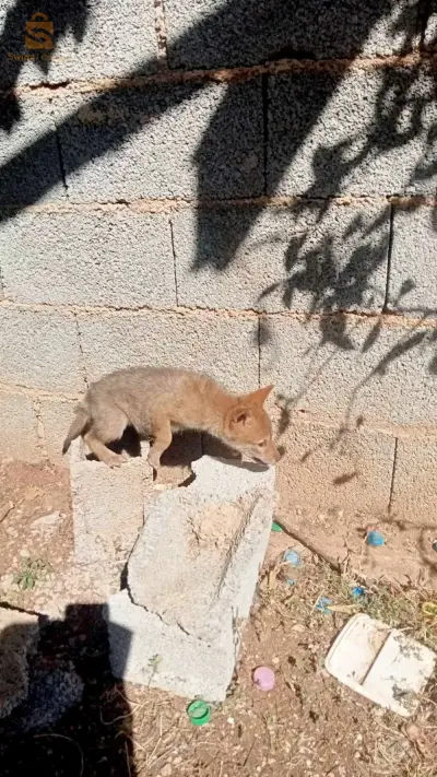 صغير كما موضح في صورة عمرو شهر ونصف
