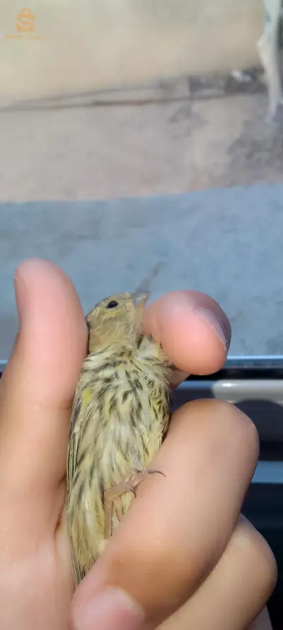 صغير طائر البسبوس