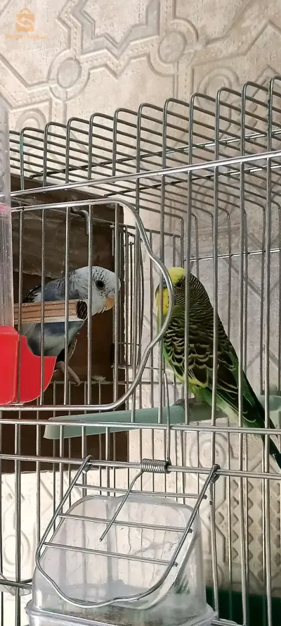 كوبل بيروش